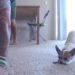Chihuahua che fa ginnastica e yoga insieme al padrone: video