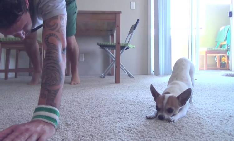 Chihuahua che fa ginnastica e yoga insieme al padrone: video