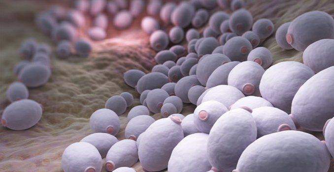 elimina-la-candida