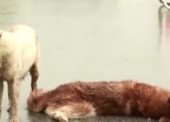 La reazione di un cane dopo aver perso il suo amico in un incidente