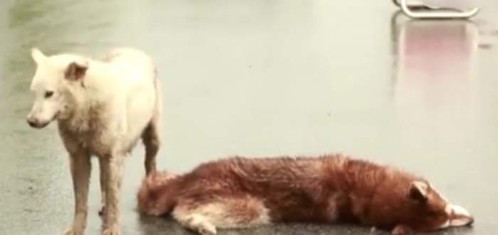 La reazione di un cane dopo aver perso il suo amico in un incidente