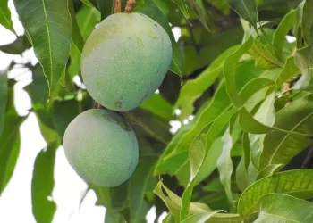 Con 20 foglie di questa comune pianta potrai combattere il Diabete