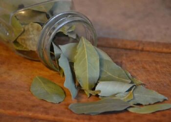 quest'olio è miracoloso allevia il dolore