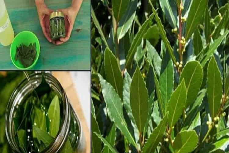 quest'olio è miracoloso per il mal di testa