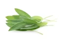 Come eliminare le energie negative con la salvia bianca