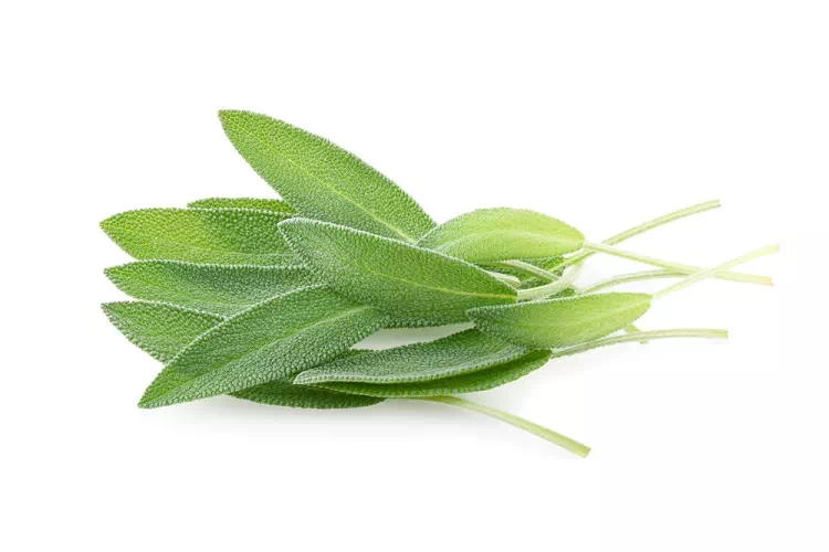 Come eliminare le energie negative con la salvia bianca