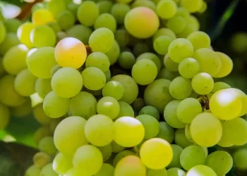 il frutto più ricco in assoluto