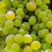 il frutto più ricco in assoluto