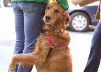 A NY c’è un cane che abbraccia chi ha bisogno d’affetto