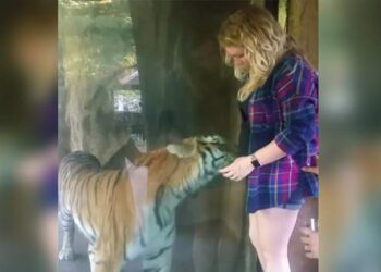 La donna incinta la reazione della tigre