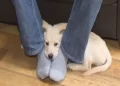 Il motivo per cui il vostro cane si accuccia sotto i piedi?