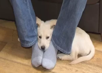 Il motivo per cui il vostro cane si accuccia sotto i piedi?