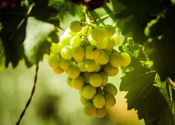 Dieta dell'uva, meno due chili