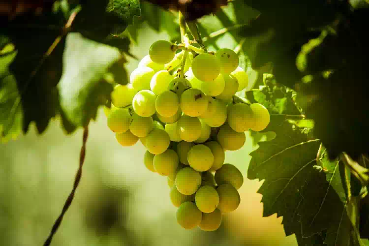 Dieta dell'uva, meno due chili