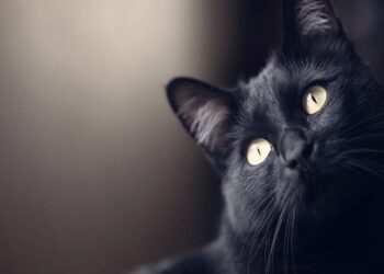 i-gatti-ci-guariscono