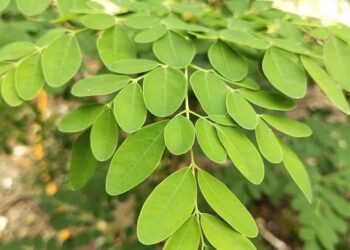 la moringa