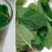 Disintossicare il fegato con la menta, per eliminare tossine e grasso