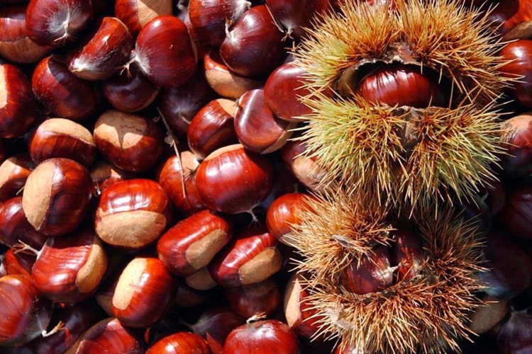 Previeni l’ansia e il raffreddore con le castagne in tasca: realtà o credenza popolare?