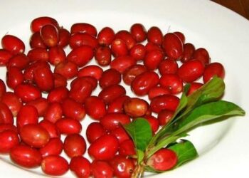 Bacca miracolosa, trasforma i cibi amari in dolci: ideale per diabetici e per chi è a dieta