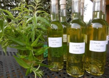 Liquore all Erba Luigia: ingredienti e ricetta completa
