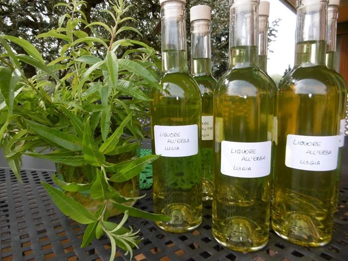Liquore all'Erba Luigia ingredienti e ricetta completa