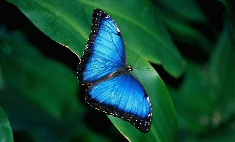 Tutti abbiamo una farfalla blu nelle nostre vite e questa leggenda ci insegna qual è la nostra