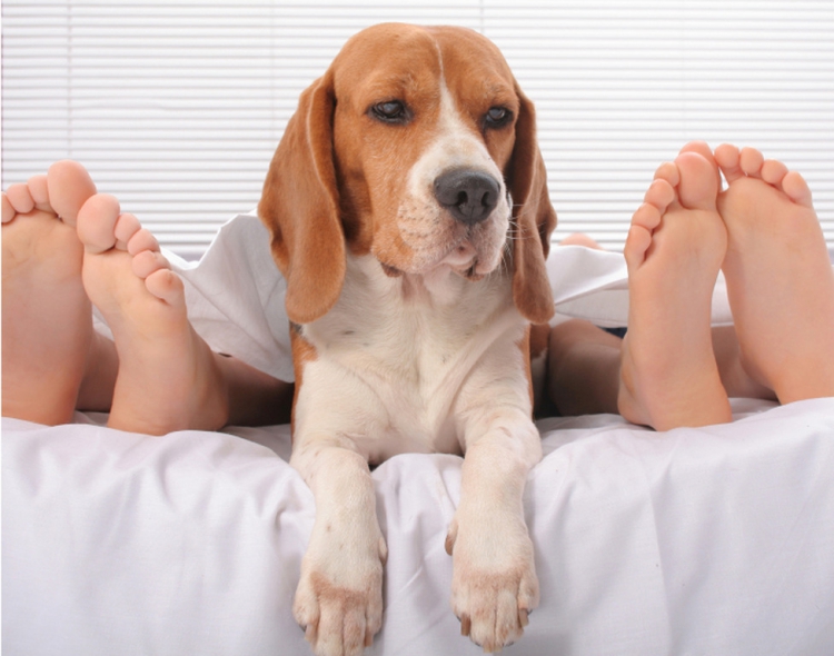 Via libera, dormite con il vostro cane ma non nello stesso letto