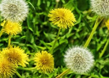 Il dente di leone, pianta diuretica, lassativa, anti-tumorale che cresce ovunque