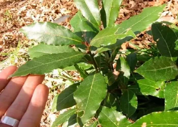 La pianta dei miracoli: combatte il diabete