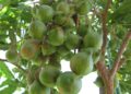 olio-di-macadamia-benefici