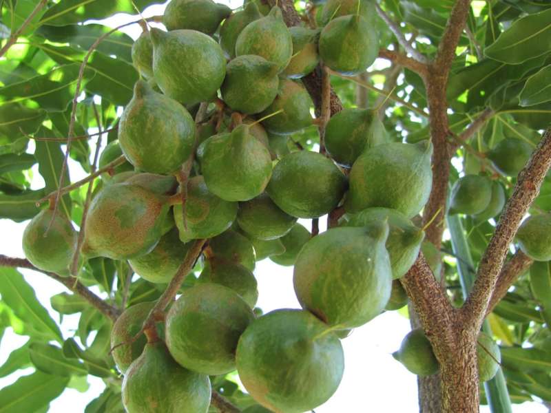 olio-di-macadamia-benefici