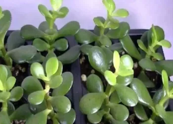 Una pianta in casa che funziona come un magnete