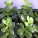 Una pianta in casa che funziona come un magnete