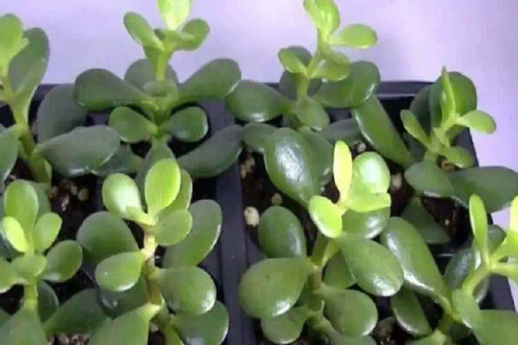 Una pianta in casa che funziona come un magnete