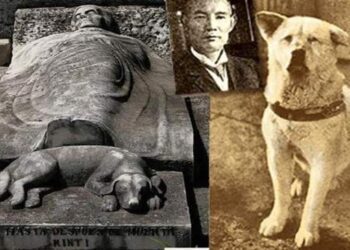 Ecco la vera storia di Hachiko, il cane fedele che ha fatto piangere il mondo intero