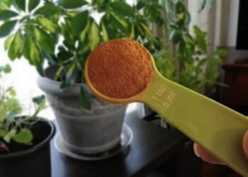 Ecco cosa succede se metti 1 cucchiaino di cannella in polvere nelle piante