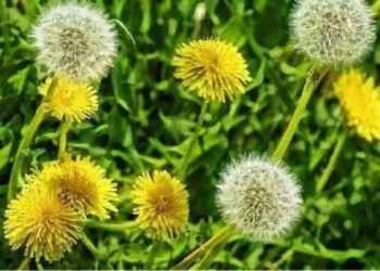 Dente di leone: benefici, proprietà depurative
