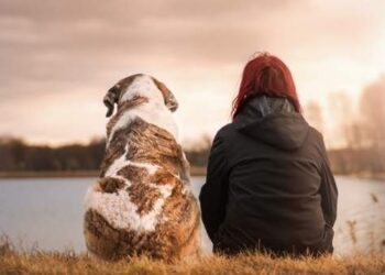 cosa-può-insegnare-un-cane