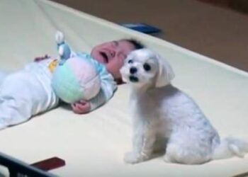Bambino piange a dirotto: ecco cosa fa il cagnolino per calmarlo