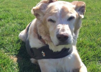 La Lista di Buddy: anche se Il Cane era Vecchio e malato Lei non lo ha Abbandonato e..