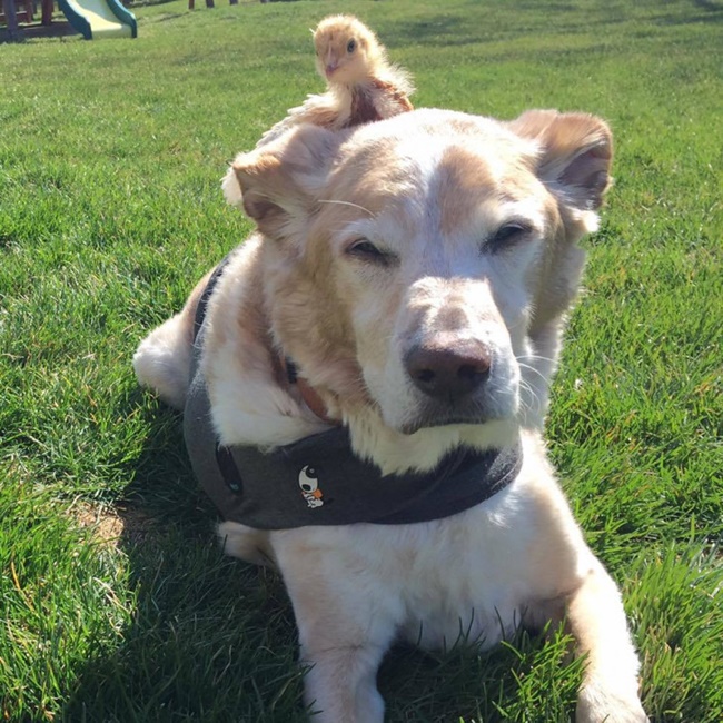 La Lista di Buddy: anche se Il Cane era Vecchio e malato Lei non lo ha Abbandonato e..