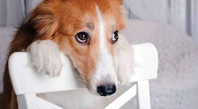 cane