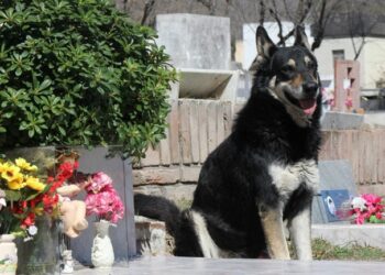 hachiko-argentino