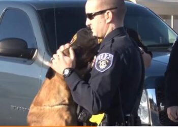 Il Cane Poliziotto È Malato Terminale: Picchetto D’onore Per L’ultimo Addio (video)