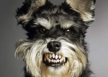 i cani percepiscono le cattive persone
