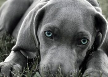 Quando i cani mettono la coda tra le gambe: Ecco cosa vogliono dirci