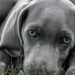 Quando i cani mettono la coda tra le gambe: Ecco cosa vogliono dirci