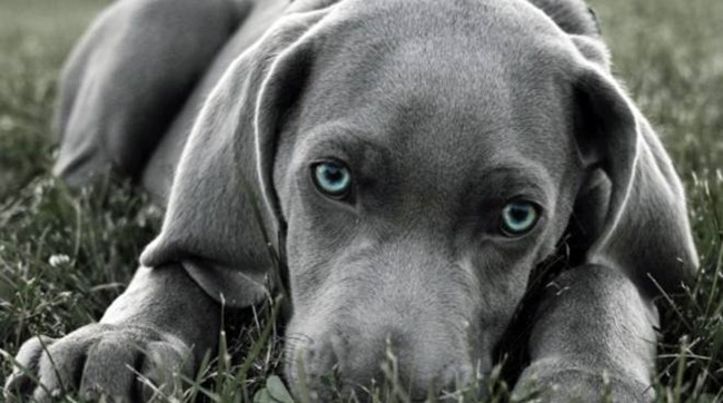 Quando i cani mettono la coda tra le gambe: Ecco cosa vogliono dirci