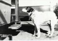 Fido come Hachiko, 14 anni di attesa per il suo padrone ucciso in un bombardamento