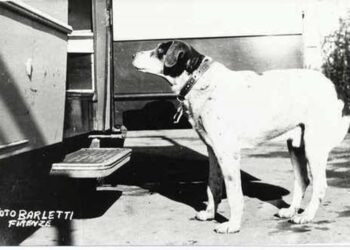 Fido come Hachiko, 14 anni di attesa per il suo padrone ucciso in un bombardamento
